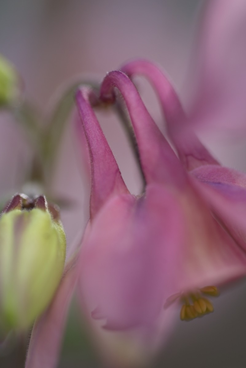 Akelei 3 | 2023 ASX_2480