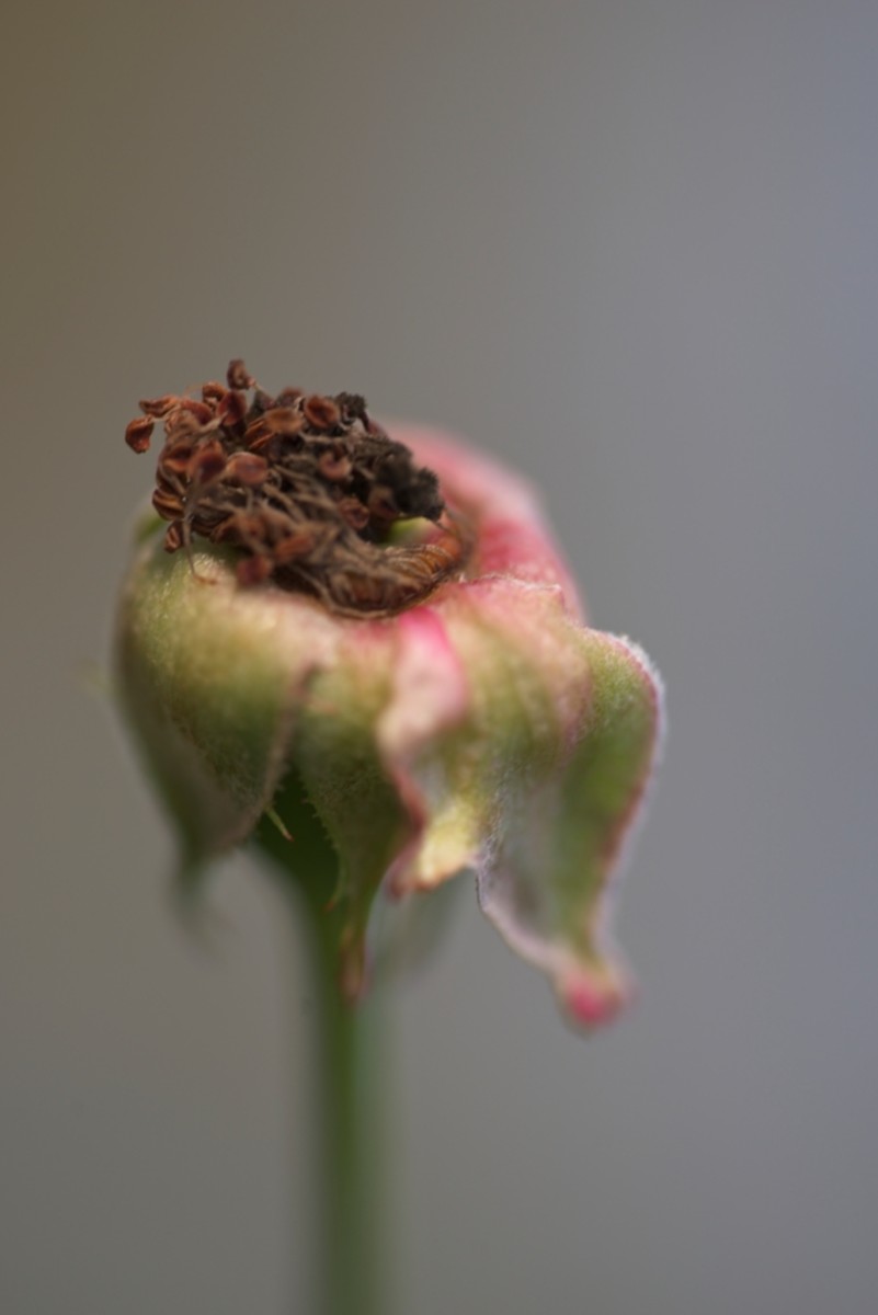 Verblüht | 2019
